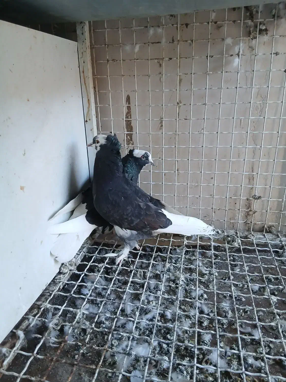 ابلغ سیاه|حیوانات|قم, وادی السلام|دیوار