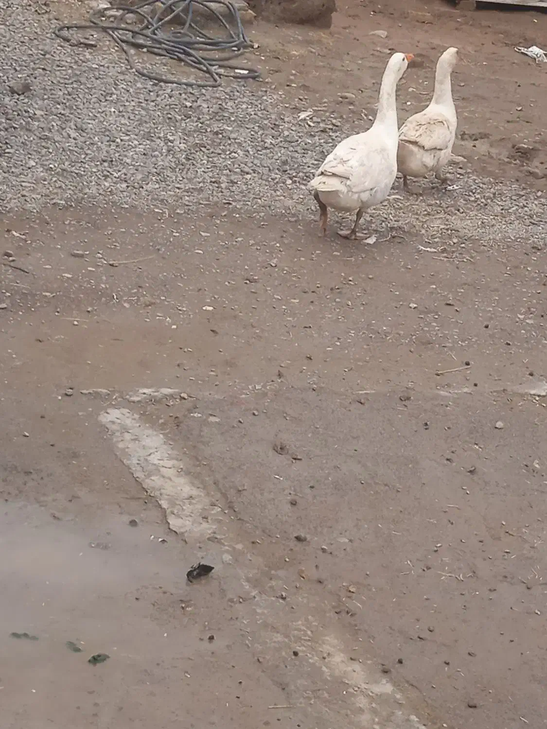 غاز|حیوانات مزرعه|بشاریات, |دیوار