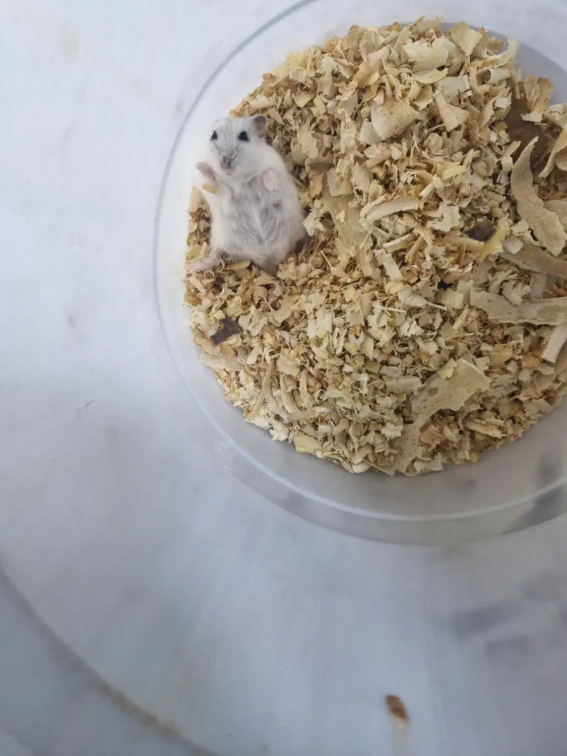 همستر|موش و خرگوش|بندرعباس, |دیوار