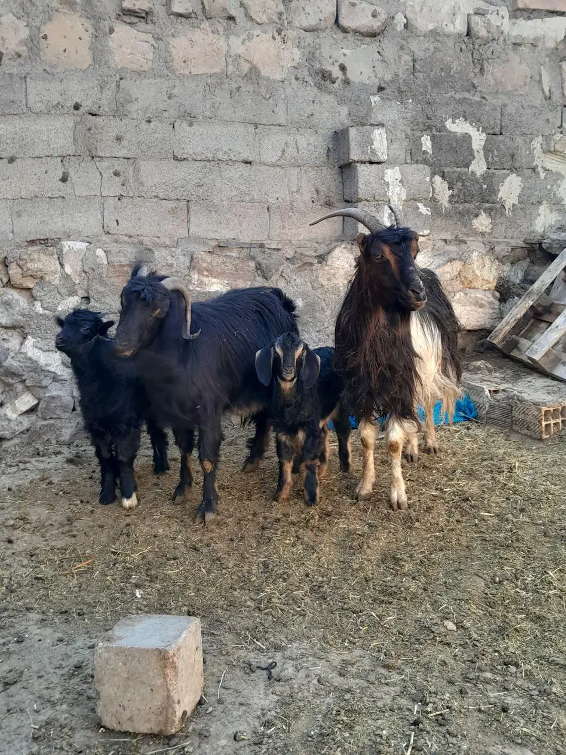 ۲ عدد بز جوان به همراه ۲ عدد بزغاله نر|حیوانات مزرعه|اردبیل, |دیوار