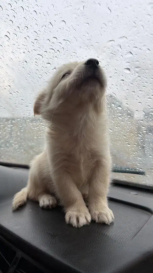 سگ پامر اشپیتیز|سگ|خرمشهر, |دیوار