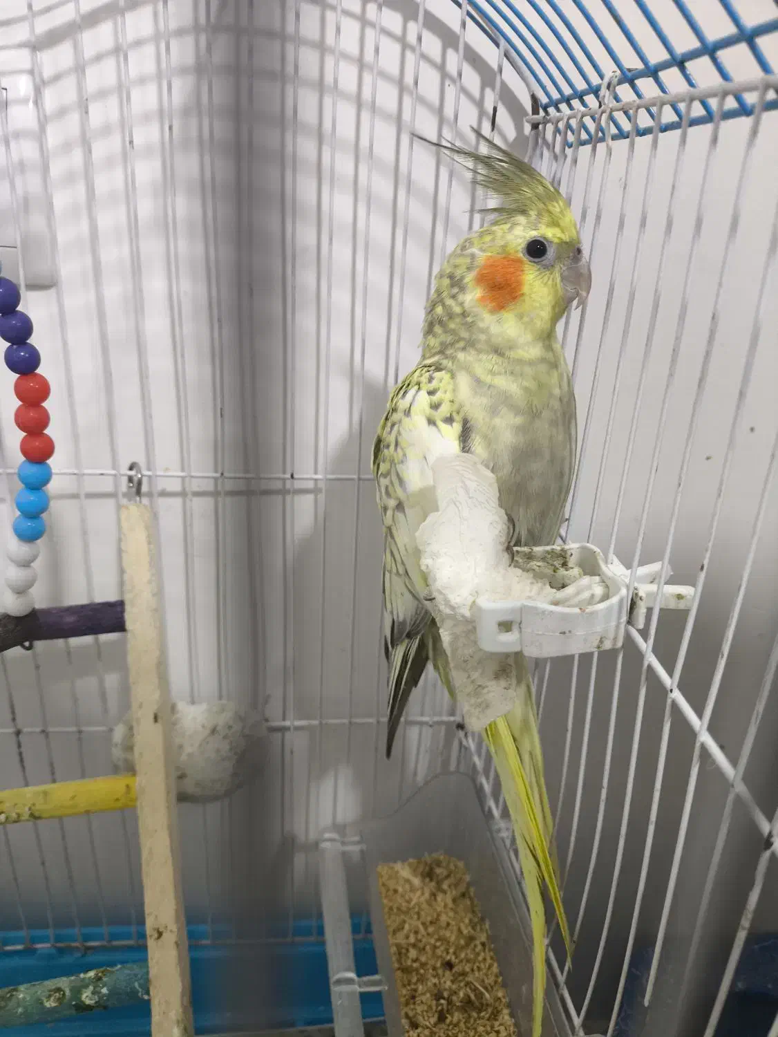 کوتوله برزیلی ، عروس هلندی|پرنده|علی‌آباد کتول, |دیوار