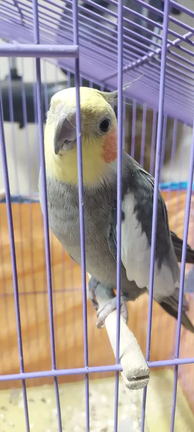 عروس هلندی میزان|پرنده|ساری, |دیوار