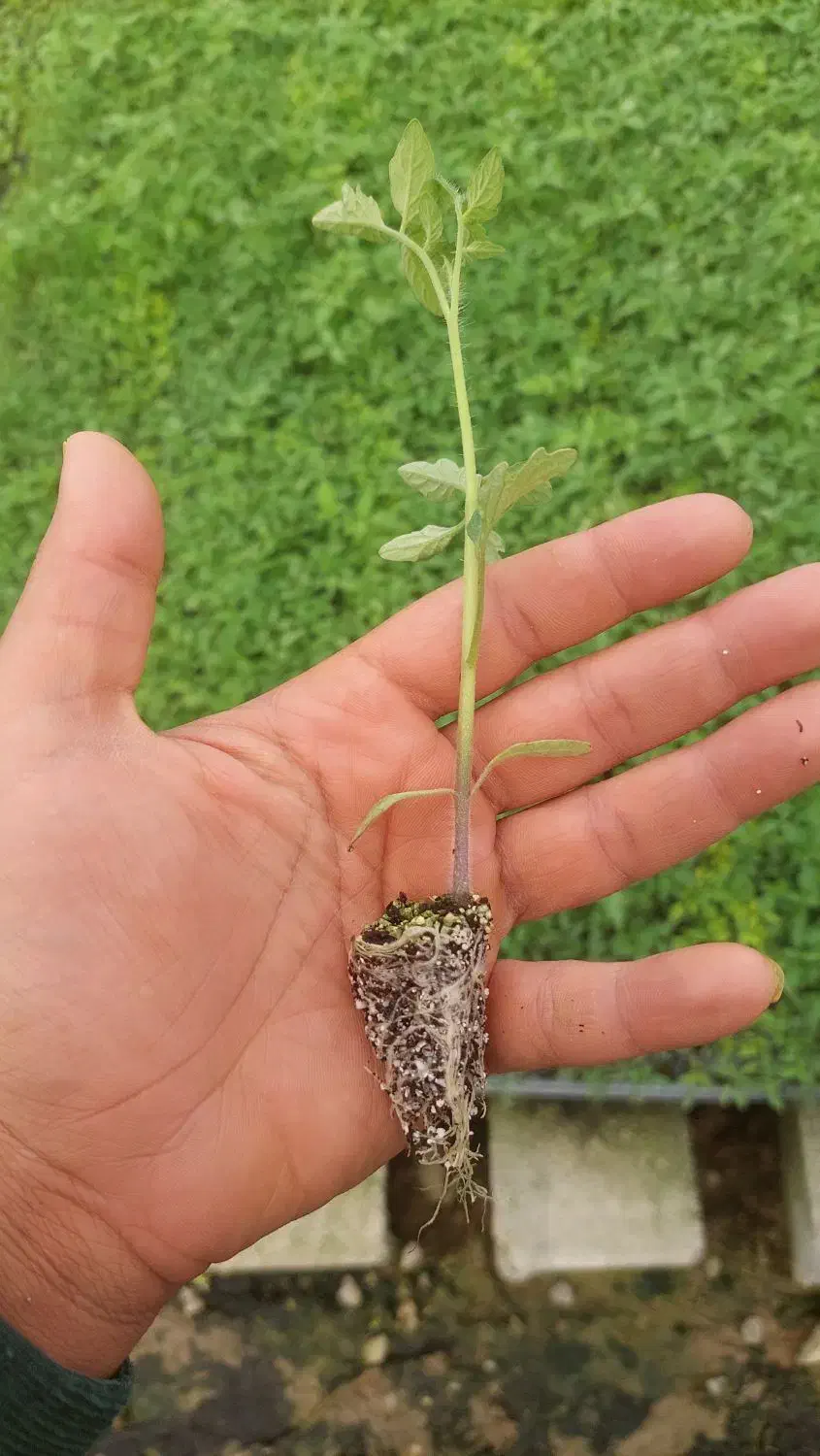 نشا|خدمات باغبانی و درختکاری|پیشوا, |دیوار