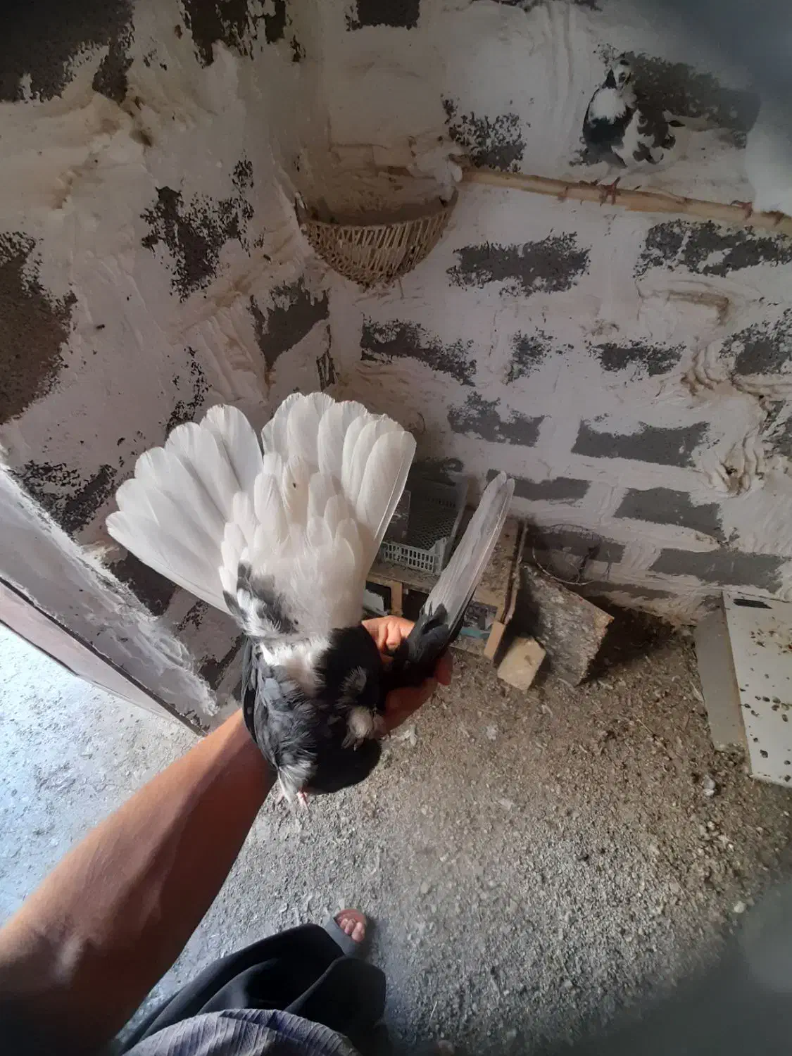 کبوتر زاغ دم سفید ماده|پرنده|ایلام, |دیوار