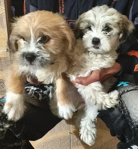 سگ ب|سگ|قم, شهرک امام حسن|دیوار