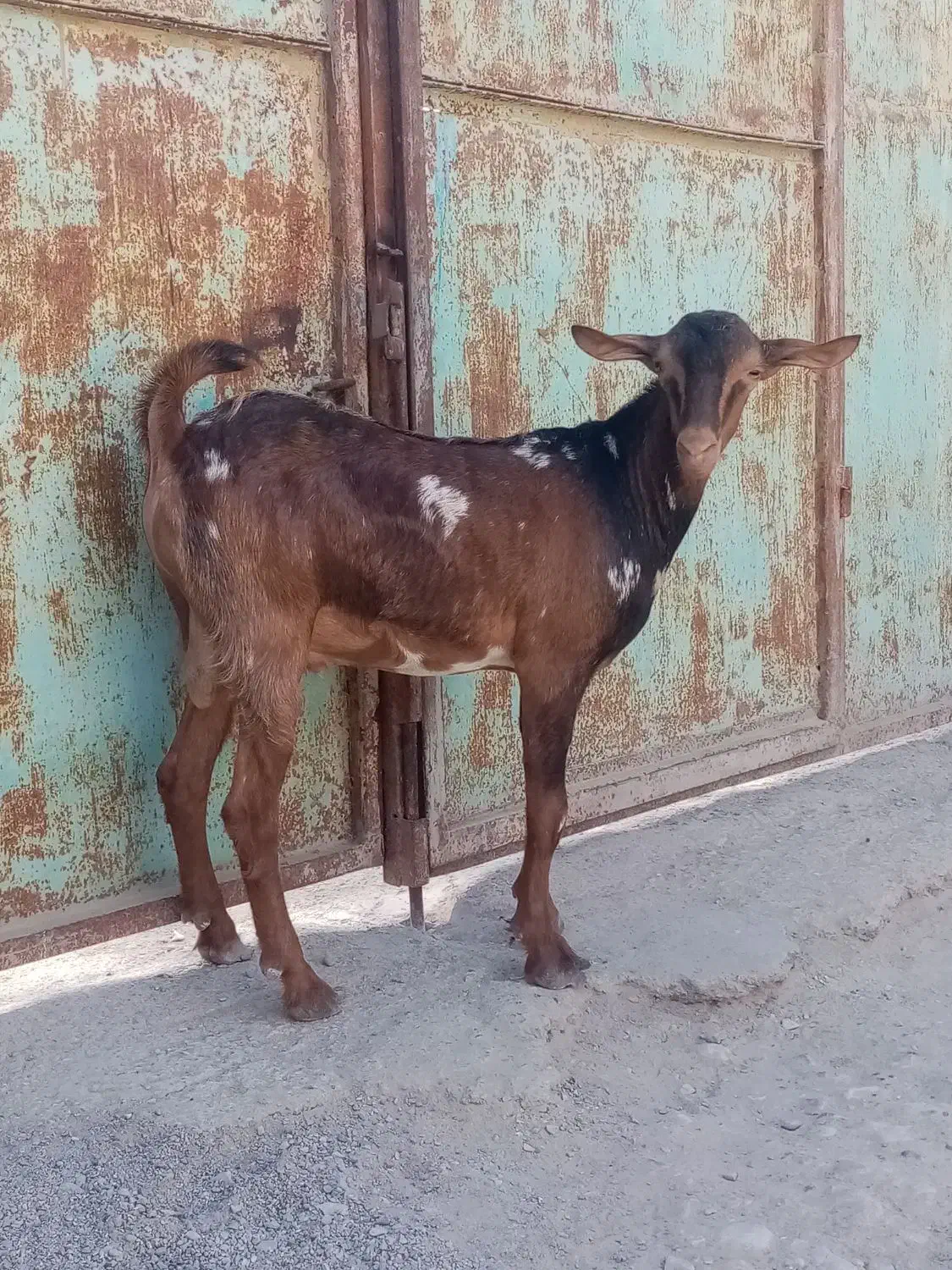 یک عدد کهره نر|حیوانات مزرعه|بندرعباس, |دیوار