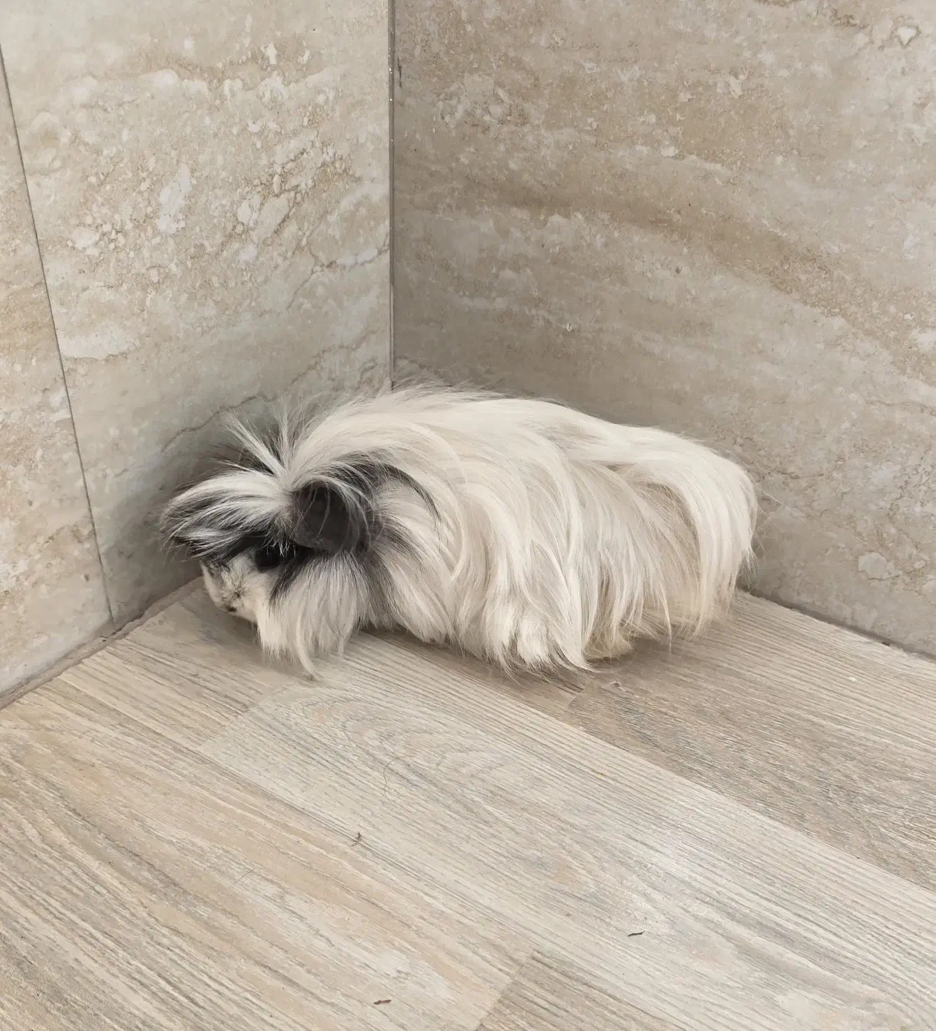 حیوون خونگی خوکچه هندی|موش و خرگوش|مراغه, |دیوار