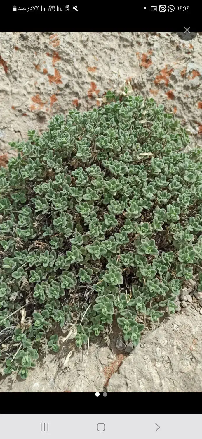 اعصاب آروم|کلکسیون و سرگرمی|بروجن, |دیوار