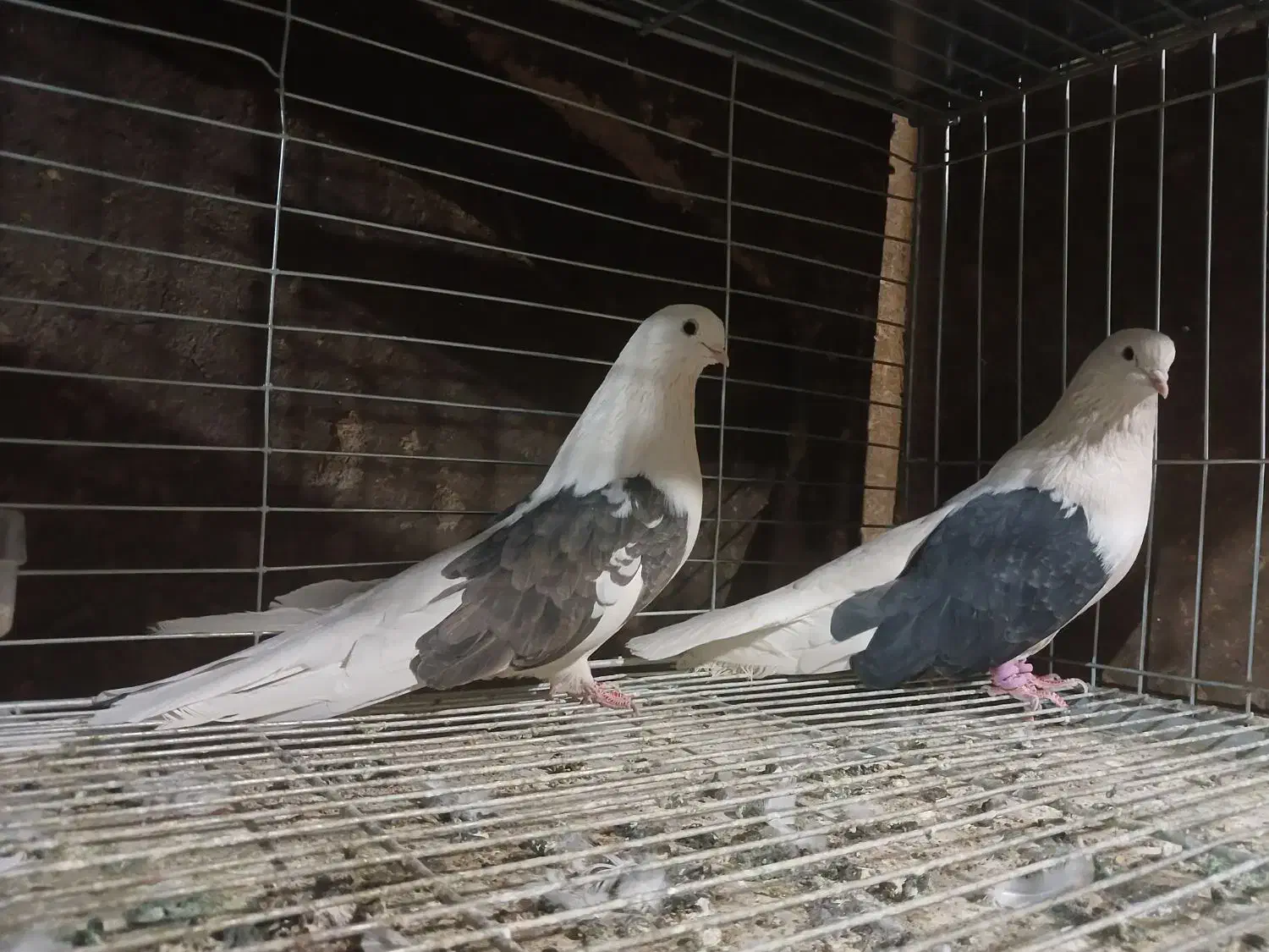 فروش کبوتر نقش|پرنده|تفت, |دیوار