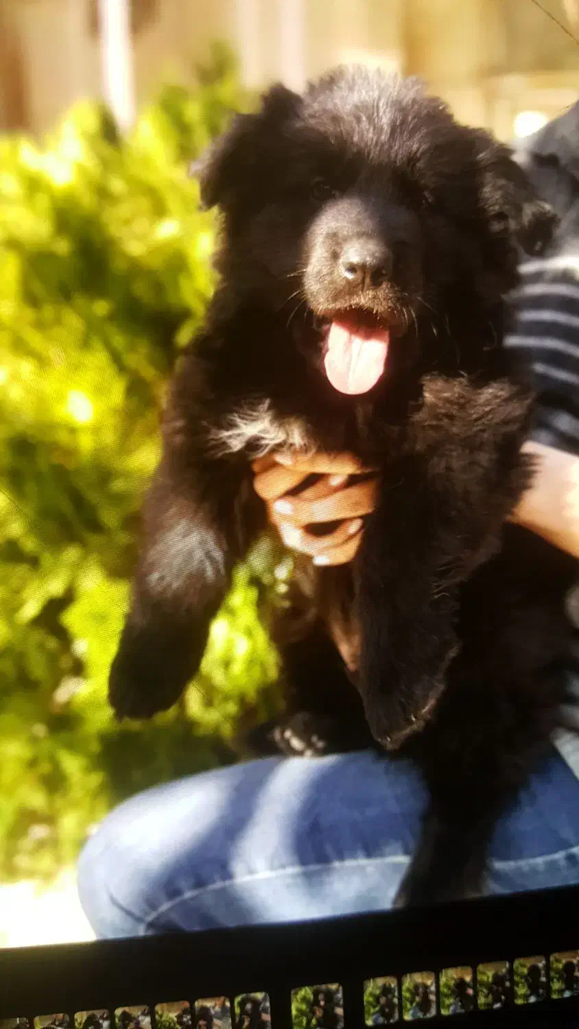 ژرمن بلک|سگ|تهران, اختیاریه|دیوار