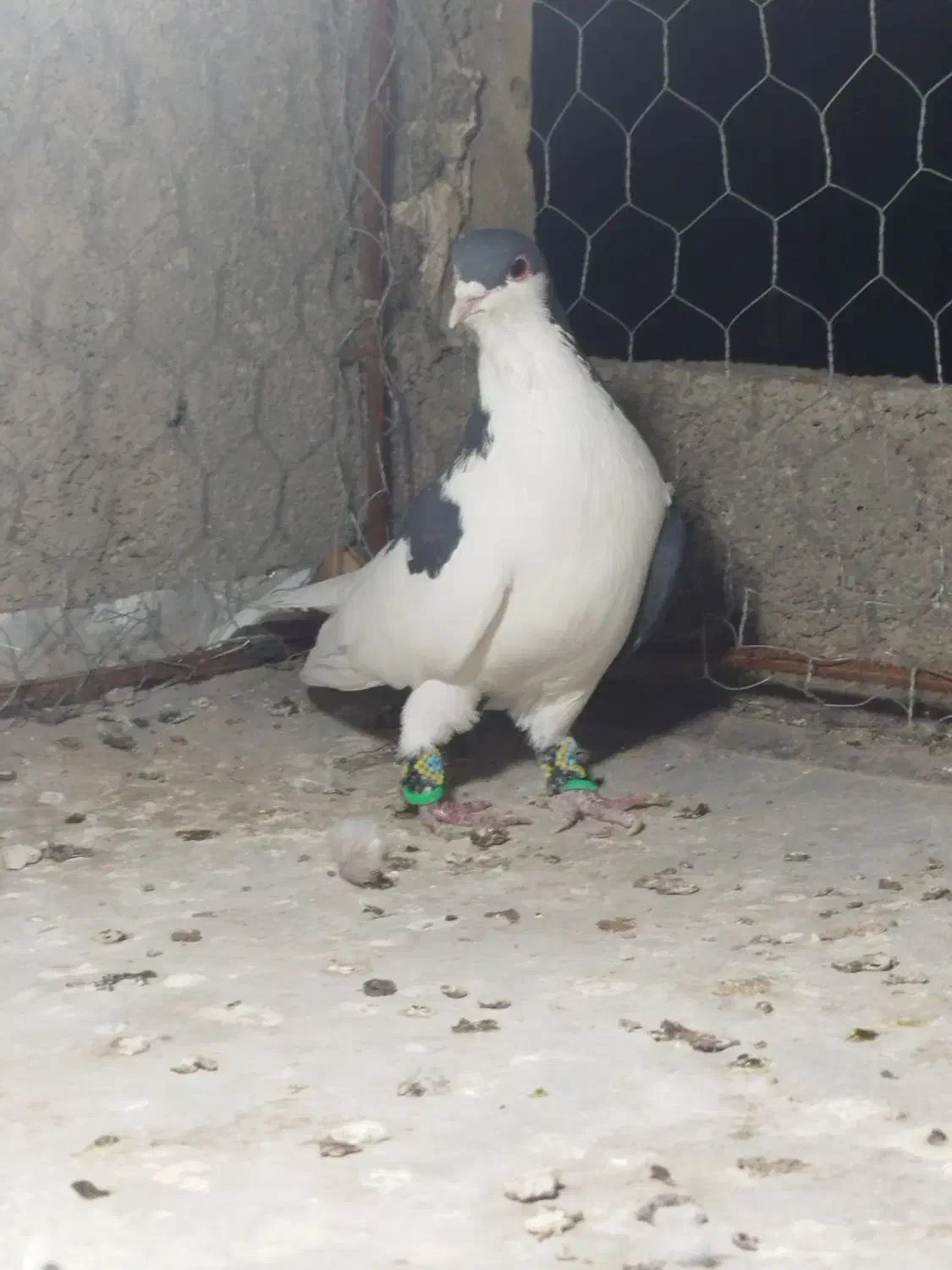 چپ سیاه نر|پرنده|بجنورد, |دیوار