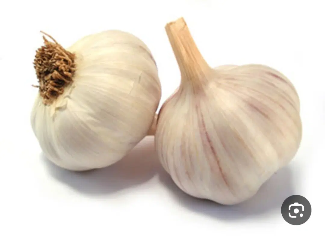 سیر درشت|خوردنی و آشامیدنی|رینه, |دیوار