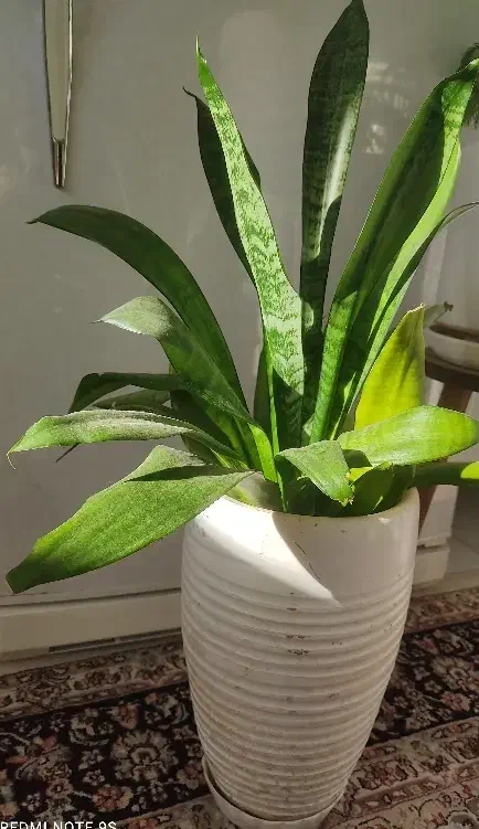 گل سانسوریا|گل و گیاه طبیعی|سنندج, |دیوار