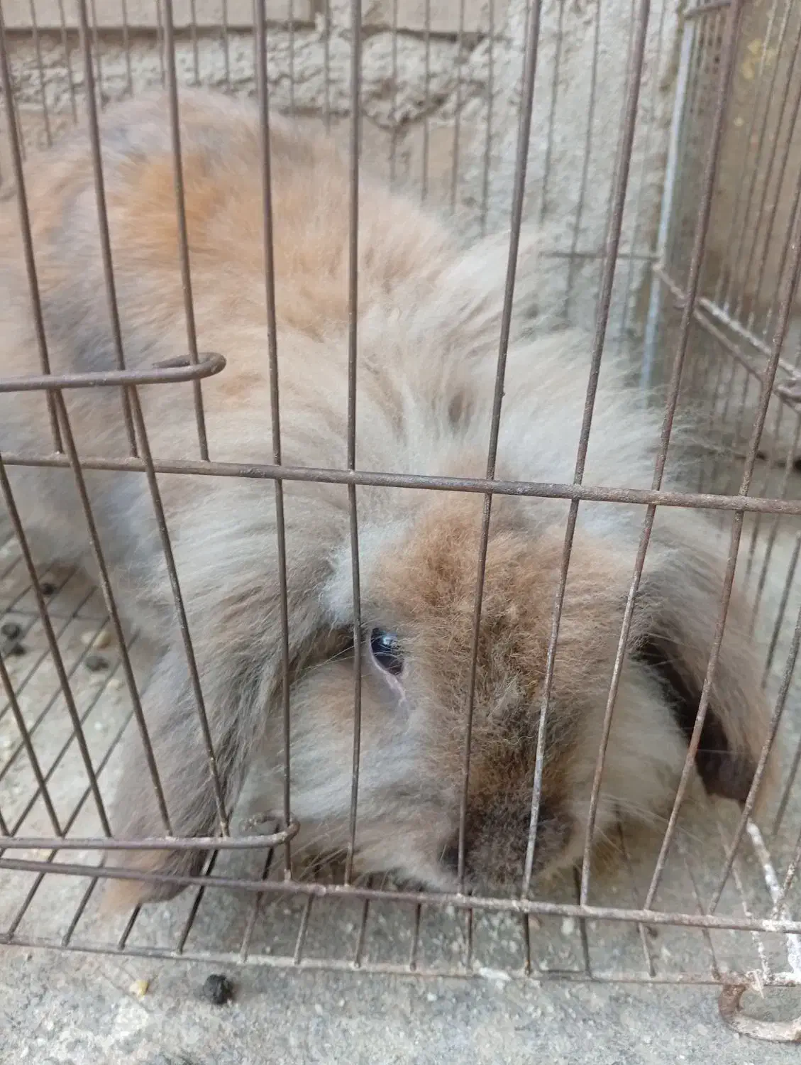 خرگوش لوپ8ماهه|موش و خرگوش|القجر, |دیوار