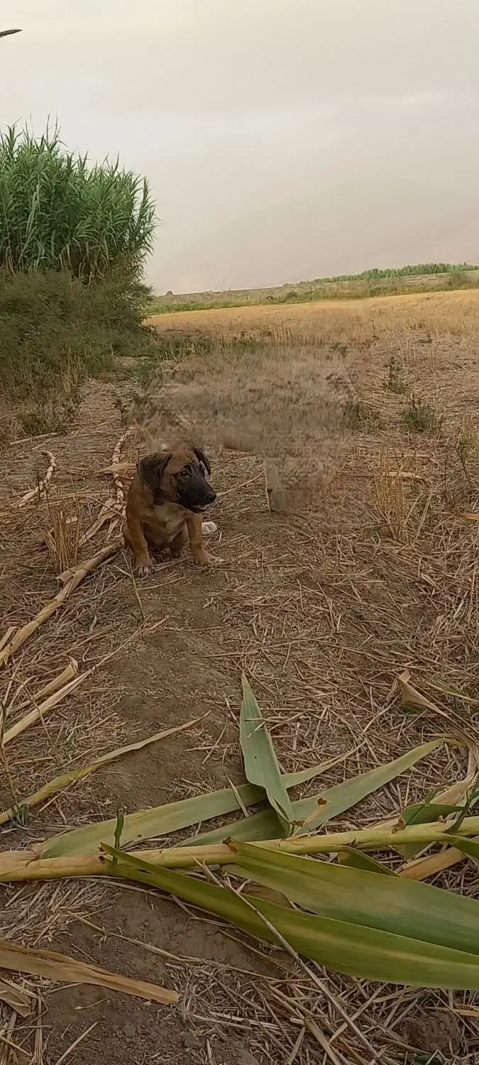 سگ پاکوتاه ماده|سگ|مینودشت, |دیوار