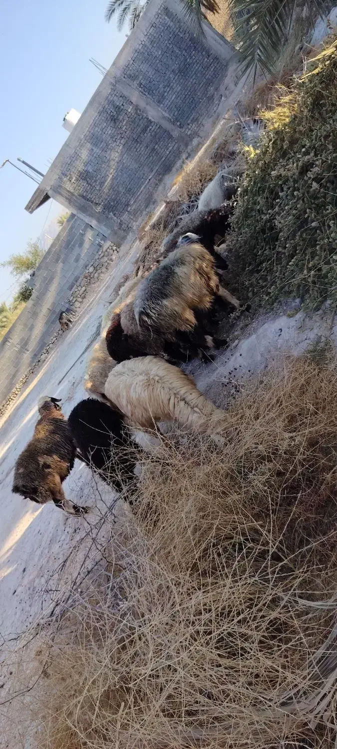 میش آبستن داشتی|حیوانات مزرعه|جره و بالاده, |دیوار