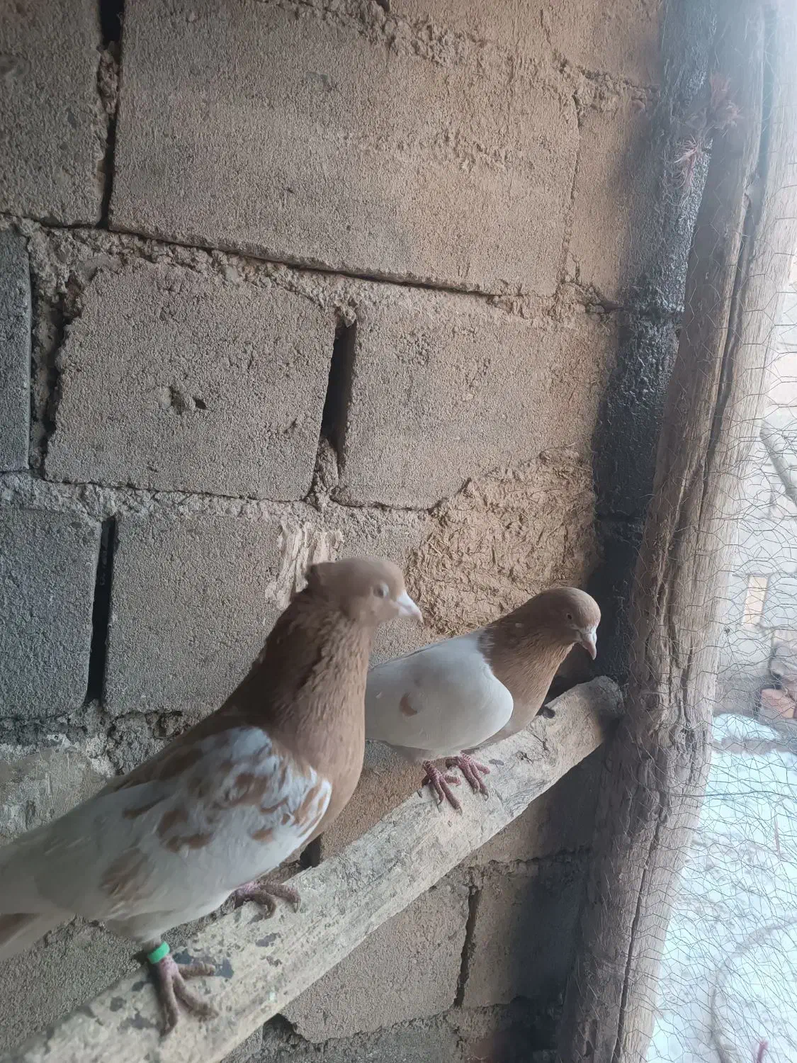 کبوتر|پرنده|لیلان, |دیوار