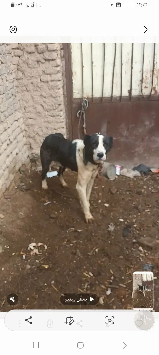 سگ گله|سگ|چناران, |دیوار