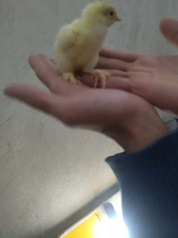 جوجه برهما لایت اصل اصل مرغ  و خروس برهما|حیوانات مزرعه|مشهد, رسالت|دیوار