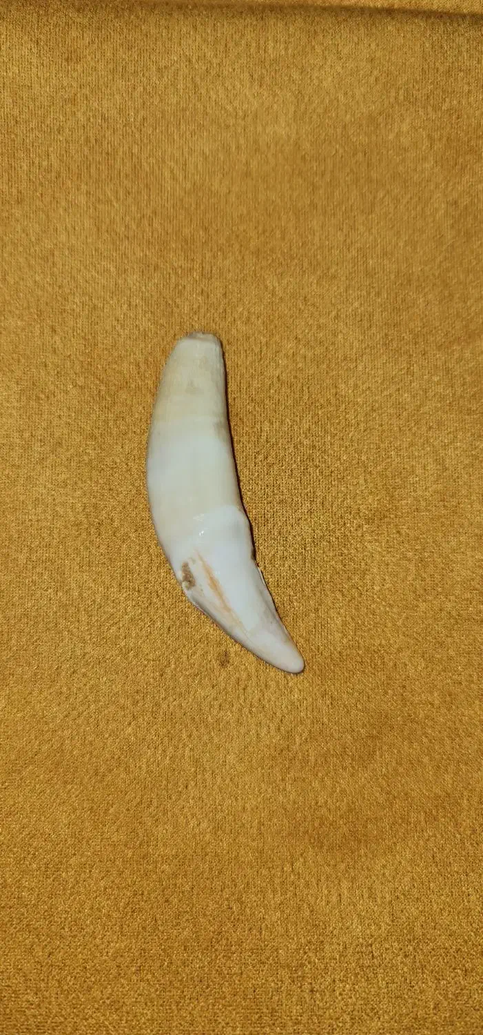 سنگ بالایی گرووگ|جواهرات|اهواز, کمپلو جنوبی|دیوار