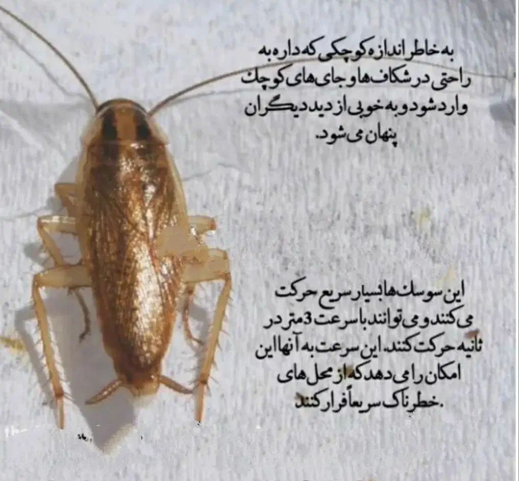 فروش سم مخصوص سوسک|لوازم نظافت|اهواز, مجاهد|دیوار