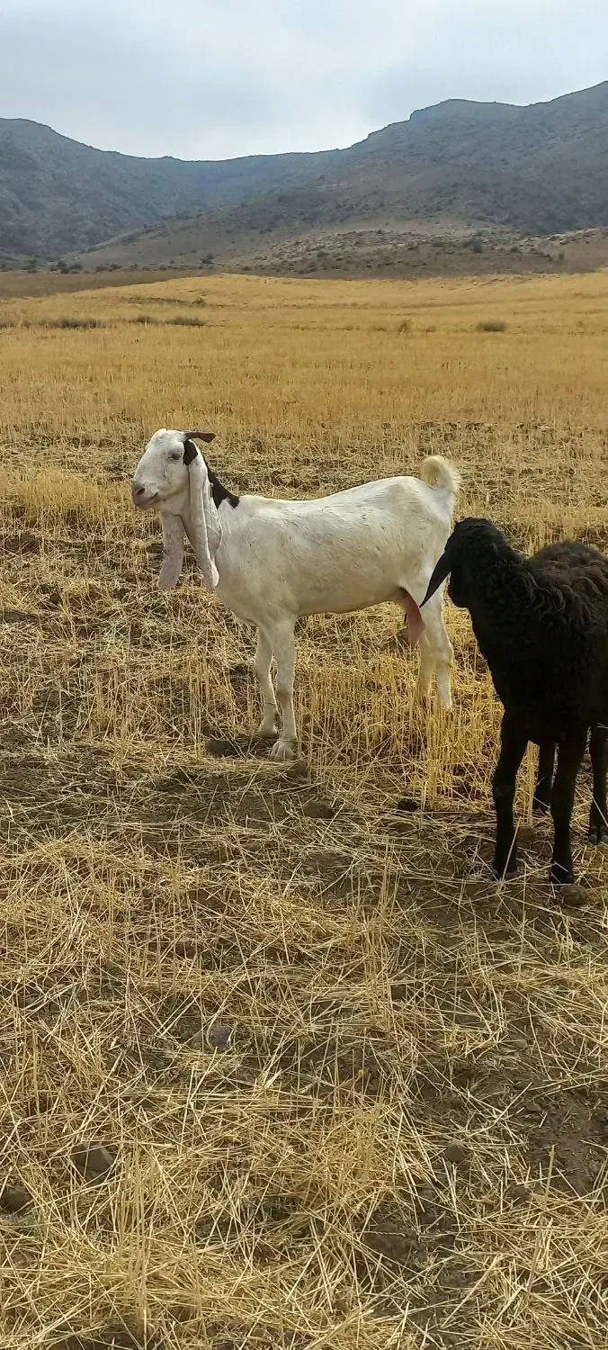 بزپاکستانی اصل ابستن|حیوانات مزرعه|هیر, |دیوار