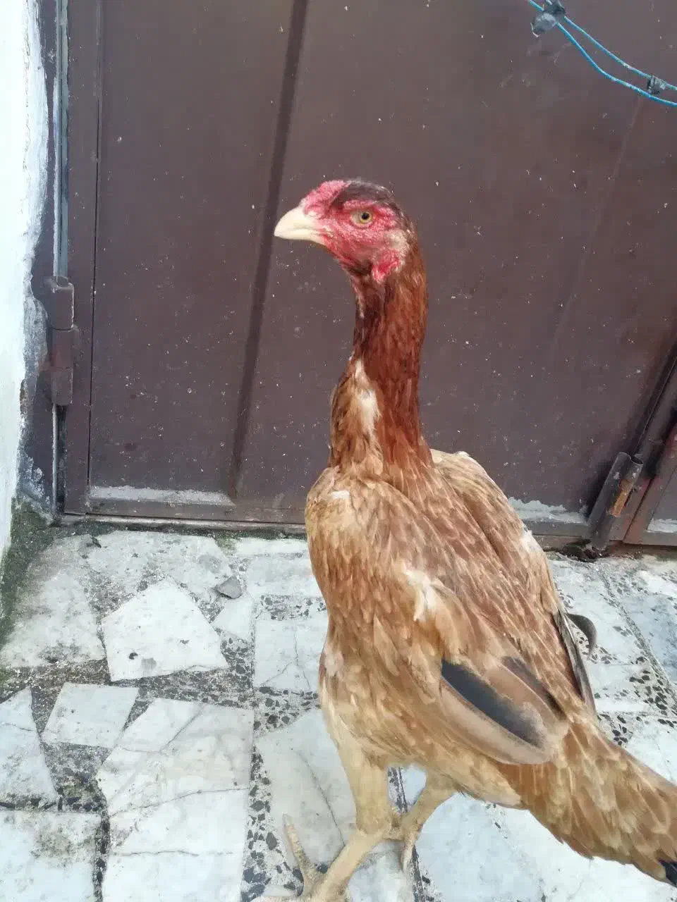 مرغ لاری|حیوانات مزرعه|رشت, کوی حسینی|دیوار