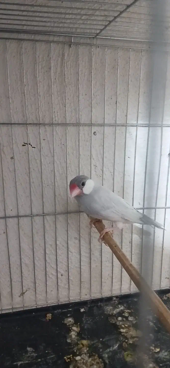 یک جفت نرگسی سیلور مولد معاوضه|پرنده|رشت, جانبازان|دیوار