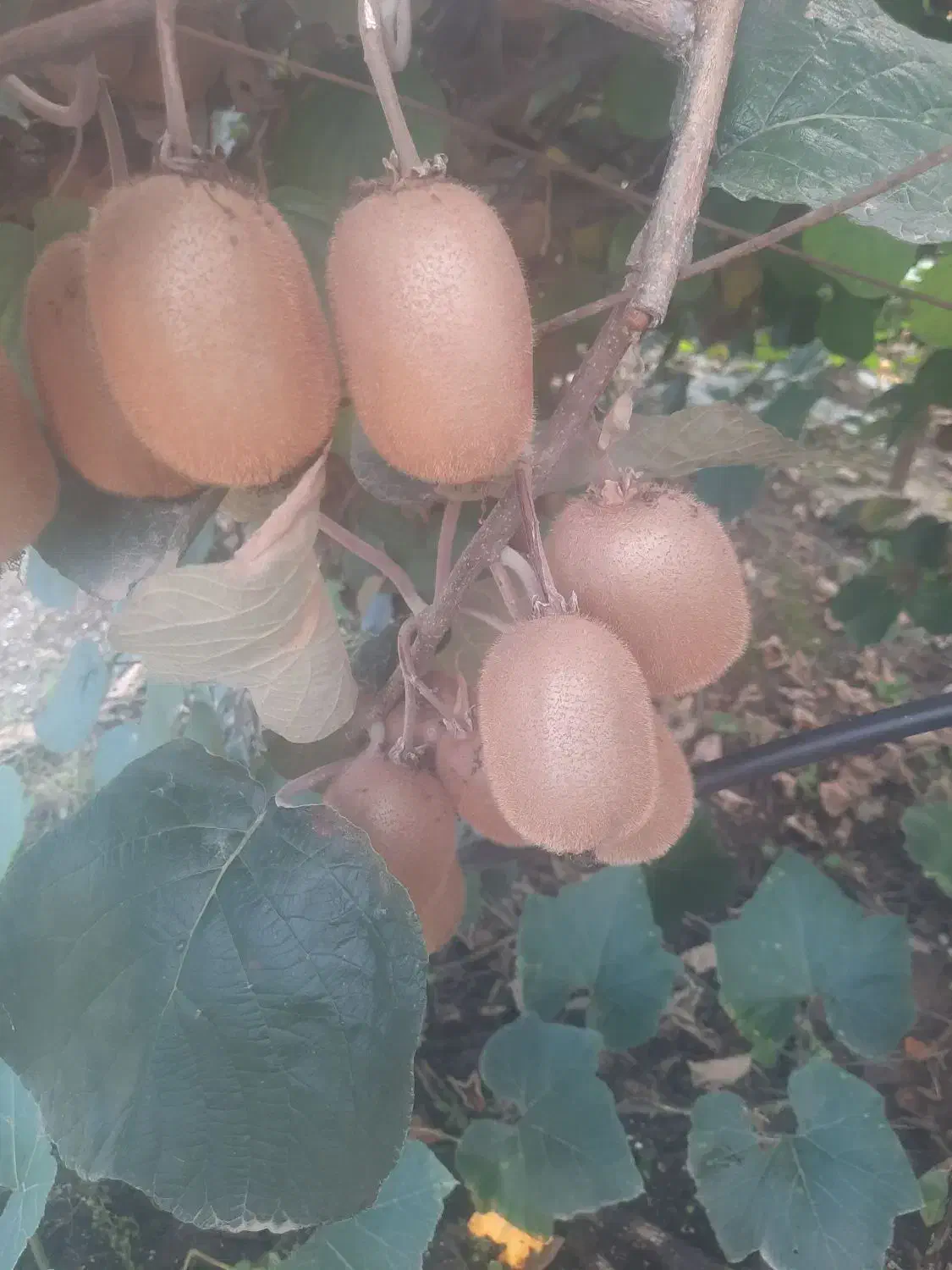 کیوی ریز و دقلو شمارو خریداریم|خدمات باغبانی و درختکاری|چوبر, |دیوار