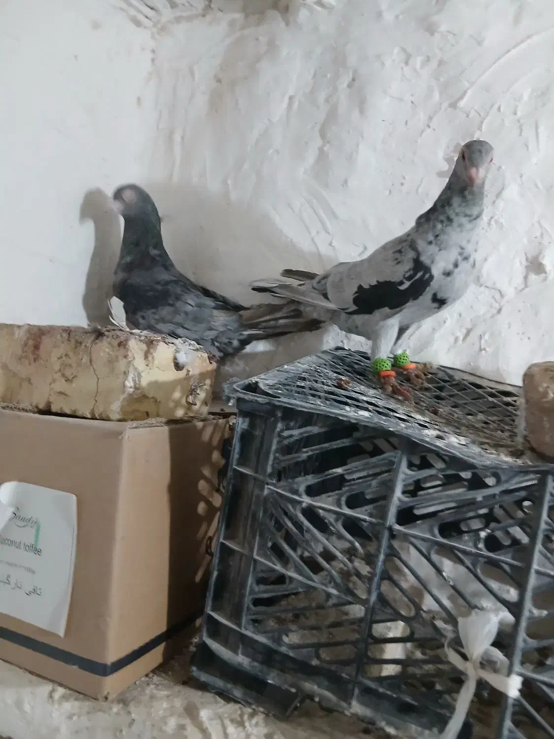 نروماده هفترنگ لک دار|پرنده|اسفرورین, |دیوار