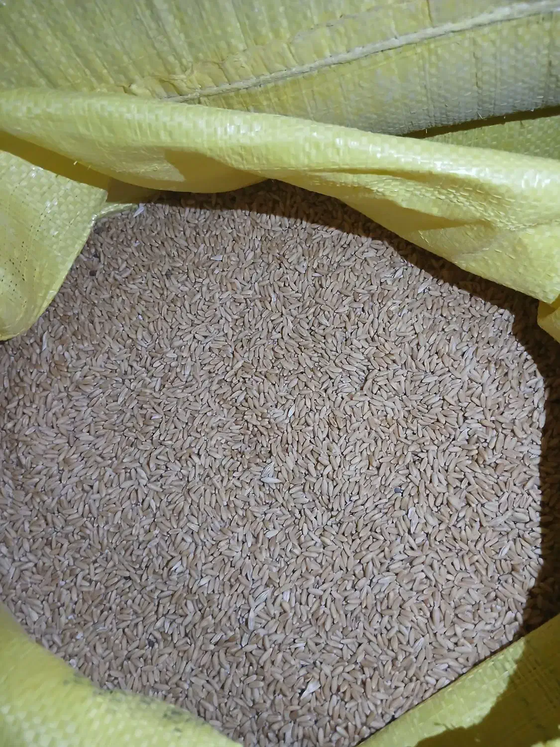 بهترین  و مرغوب ترین گندم دیم|عمدهفروشی|اشترینان, |دیوار