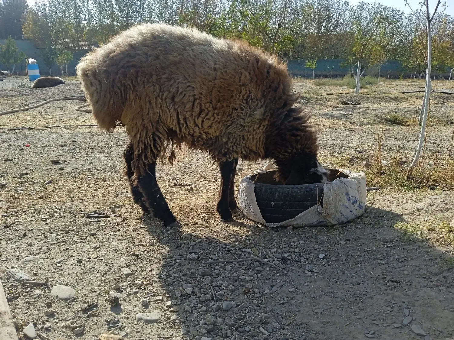 بره ماده کاردی پلوار|حیوانات مزرعه|مشهد, شهرک صنعتی توس|دیوار