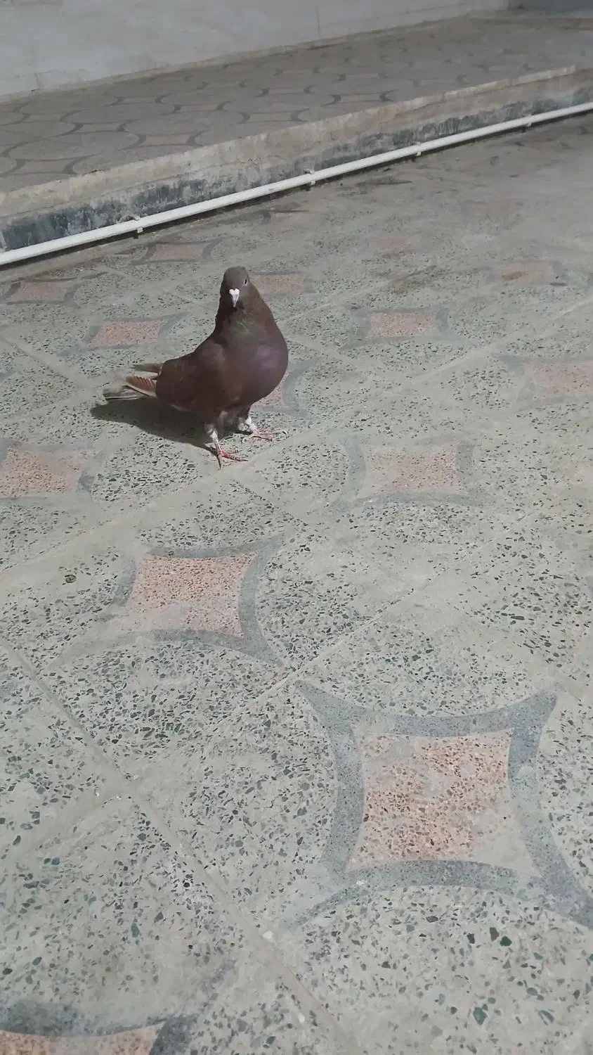 یدونه کفتر گرگی|پرنده|کوهدشت, |دیوار