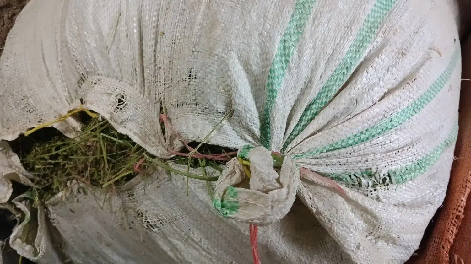 کاه یونجه پرگل|لوازم جانبی حیوانات|بروجرد, |دیوار