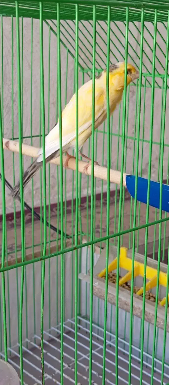 قناری سوپر مست|پرنده|خورموج, |دیوار