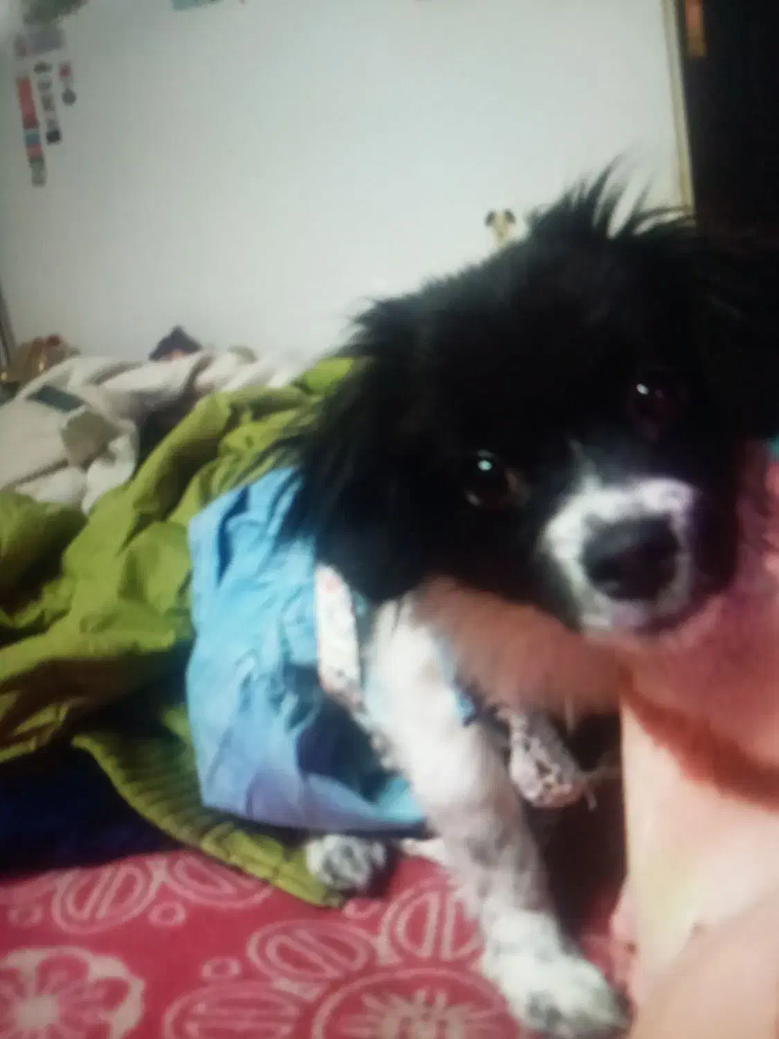 سگ پامرین|سگ|اسلامشهر, مطهری|دیوار