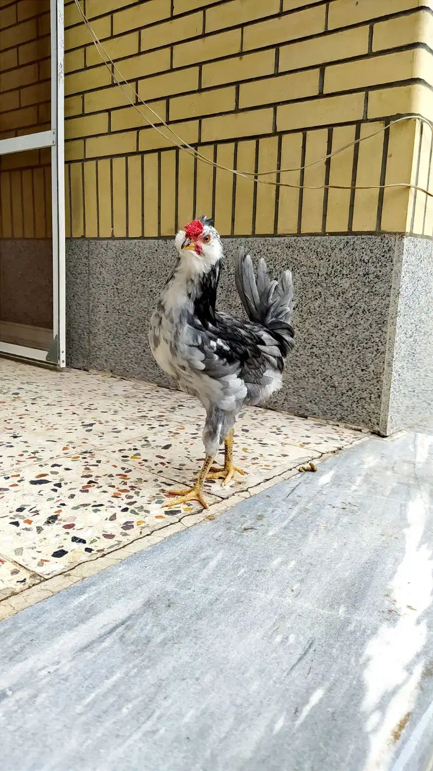 مرغ خروس گلین طوسی|حیوانات مزرعه|فولادشهر, زاینده رود|دیوار