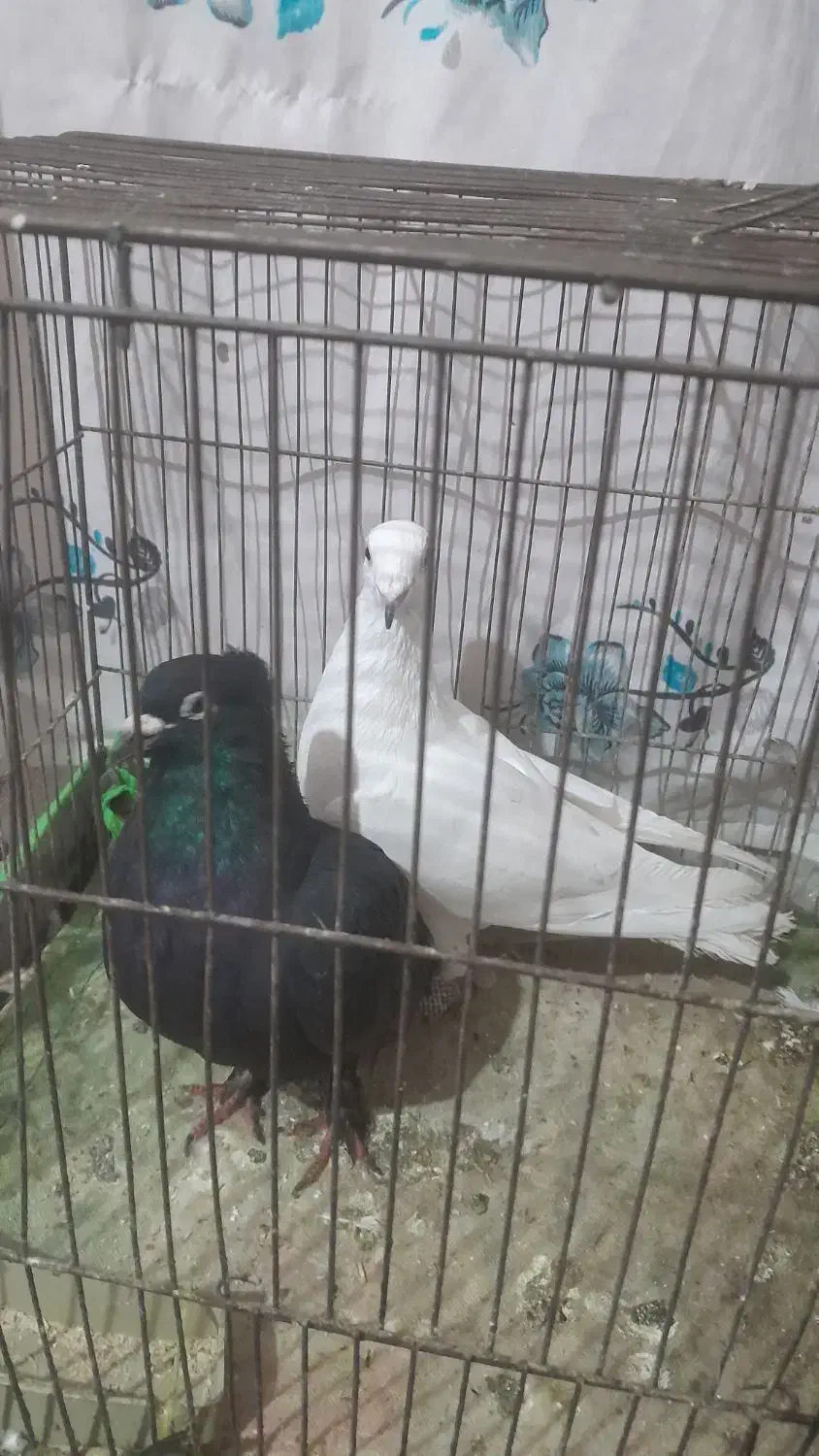 کفتر نر شکار|پرنده|رفسنجان, |دیوار