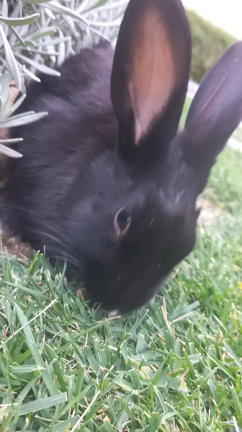 خرگوش سیاه رنگ|موش و خرگوش|دماوند, گیلاوند|دیوار