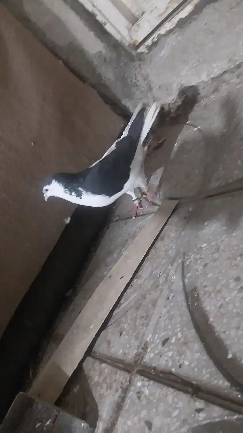 کفتر|پرنده|پاکدشت, پاکدشت (مامازند)|دیوار