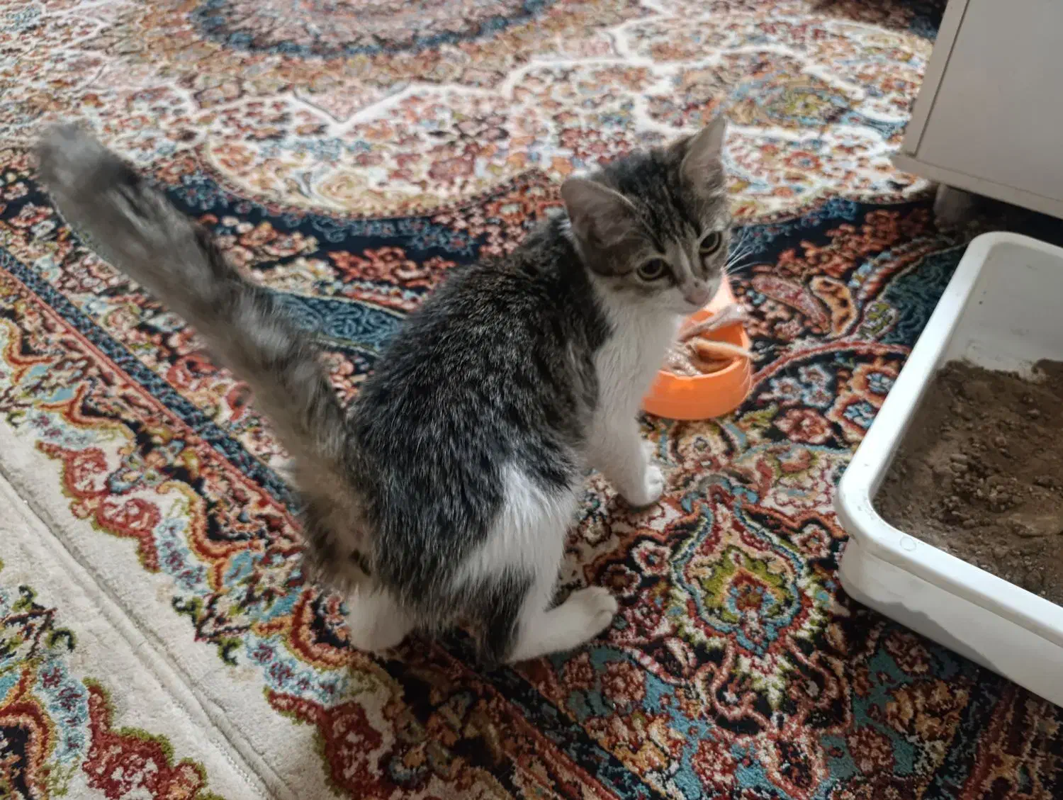 واگذاری بچه گربه|گربه|سبزوار, توحیدشهر|دیوار