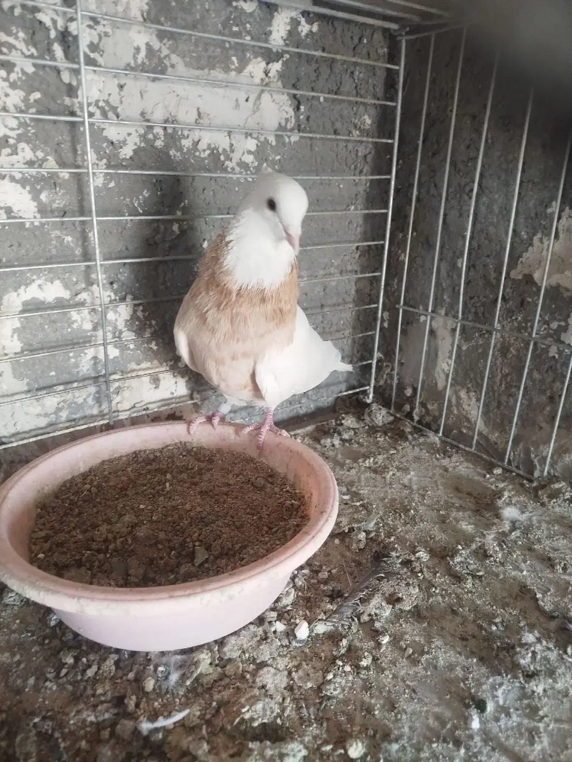 طوقی|پرنده|بافق, |دیوار