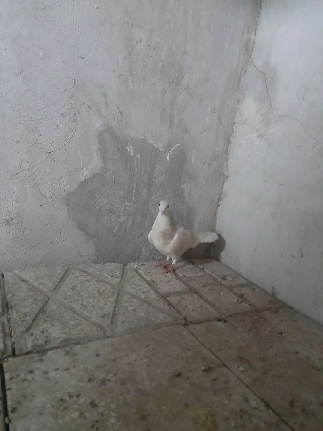 کبوتر|پرنده|شیراز, بعثت|دیوار