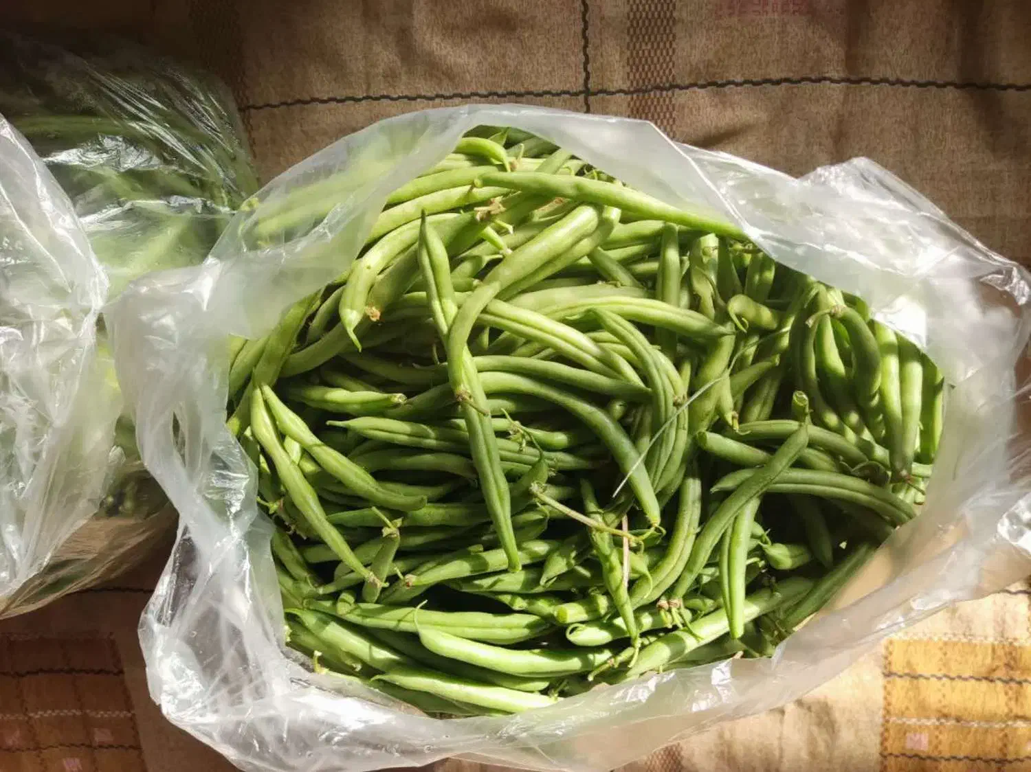 لوبیاسبز ارگانیک|خوردنی و آشامیدنی|بابل, |دیوار