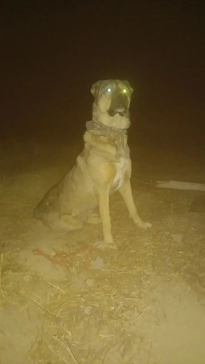 واگذاری سگ سراب|سگ|شازند, |دیوار