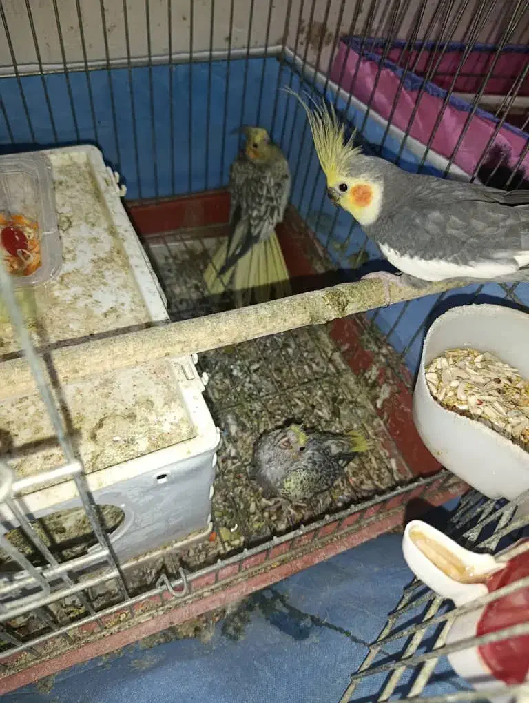 عروس هلندی|پرنده|چمران, |دیوار