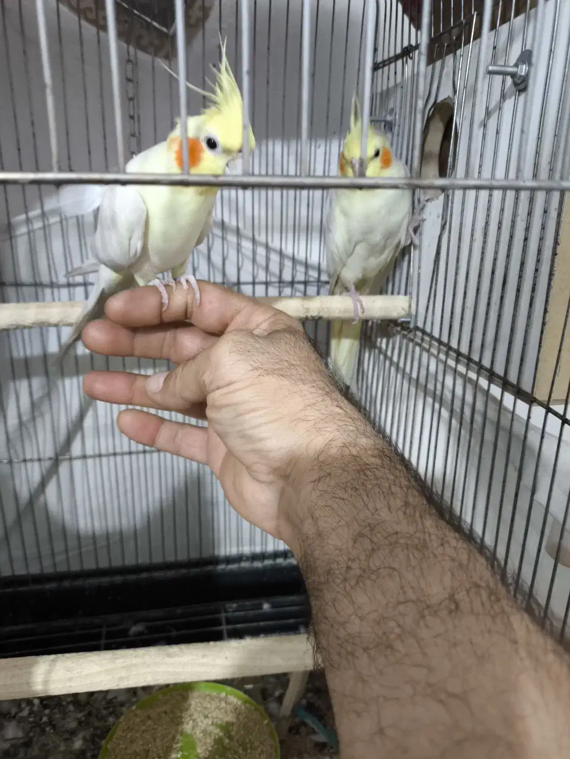 عروس هلندی لوتینو مولد|پرنده|نقده, |دیوار