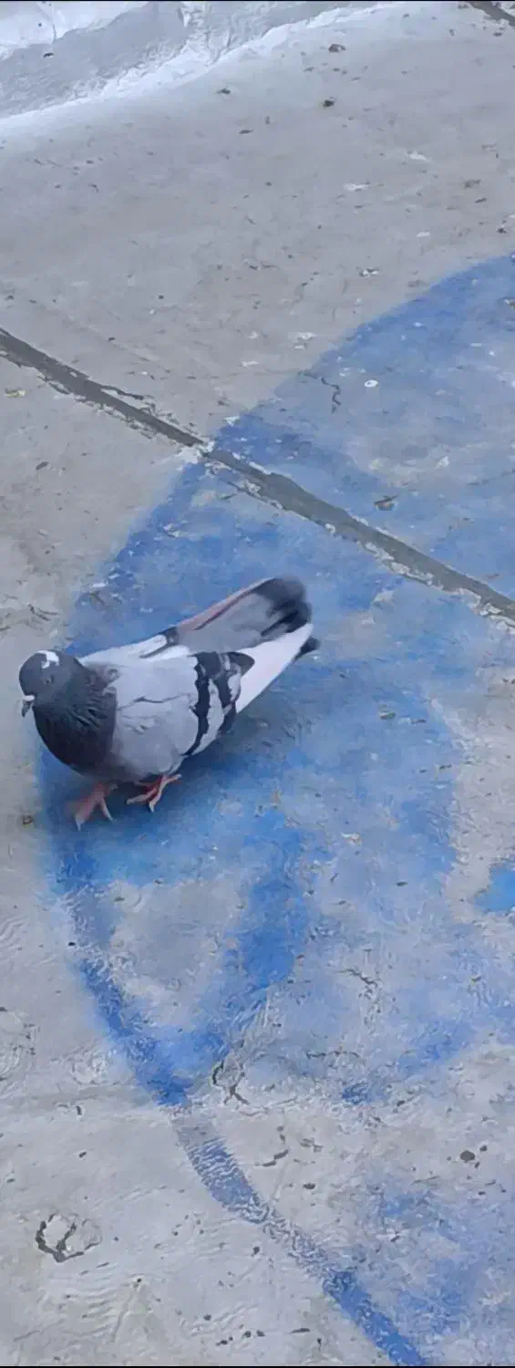 کفتر نر پرشی|پرنده|شهریار, ابراهیمآباد|دیوار