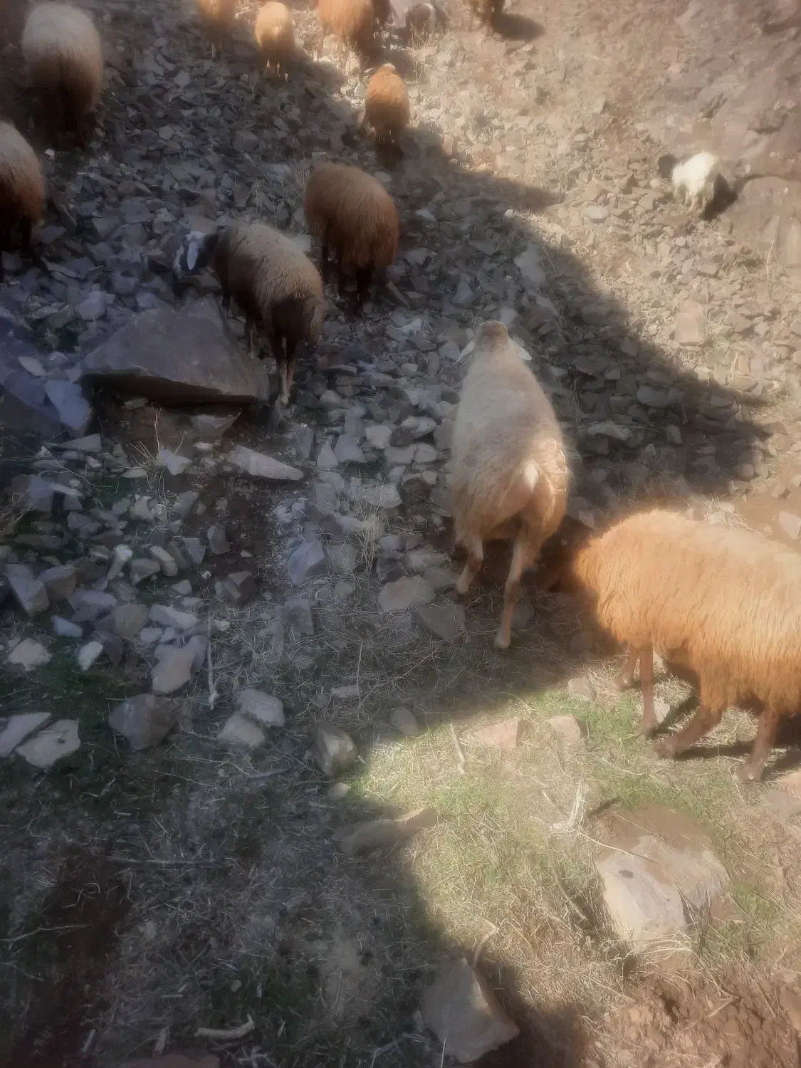 قوچ دامازدخ|حیوانات مزرعه|مشگین شهر, |دیوار